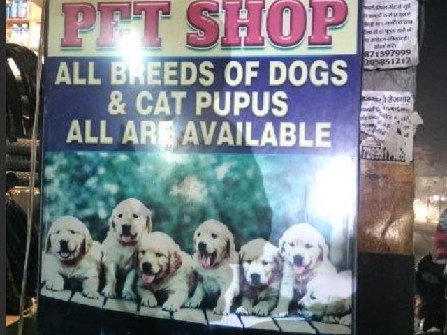 Negi Pet Shop