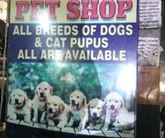 Negi Pet Shop