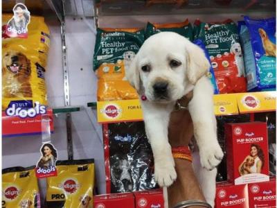 Anupam Pets Shop
